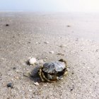 Крупным планом коричневого Краба на песчаном пляже — стоковое фото