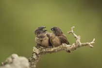 Маленькие птицы сидят на ветке на зеленом фоне — стоковое фото