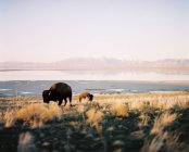 Buffaloes grazing on Antelope Island, Utah, America, USA — Stock Photo