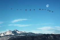 Schwarm Gänse fliegt vor dem Mond über die Gipfel der felsigen Berge, colorado — Stockfoto