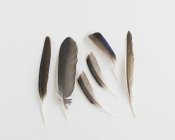 Collection of feathers on white background — Stock Photo