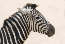 Zebra cabeça com o fundo suave luz do dia — Fotografia de Stock