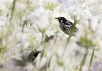 New Holland Honeyeaters in Agapanthus flowers — Stock Photo