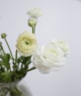 Primer plano de flores ranunculas blancas en jarrón sobre fondo blanco - foto de stock