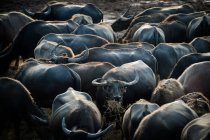 Primo piano di un branco di bufali d'acqua, Thailandia — Foto stock