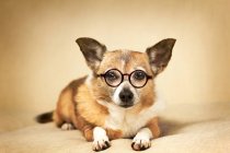 Gros plan portrait de Chihuahua Dog portant des lunettes et regardant la caméra — Photo de stock