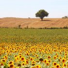 Vista panorámica del campo de girasol y del árbol, Niort, Poitou-Charentes, Francia - foto de stock