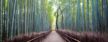 Япония, Киото, бамбуковый лес Арашияма на рассвете — стоковое фото