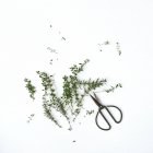 Sprigs of fresh thyme with scissors on white background — Stock Photo