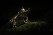 Жаба з коротким рогом сидить на чорному тлі — стокове фото