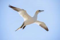 Uccello della gannet settentrionale che vola nel cielo, primo piano — Foto stock