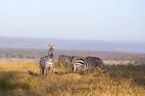 Vista panorâmica das zebras no Parque Nacional do Lago Nakuru, Quênia — Fotografia de Stock