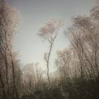 Vista panorámica de los árboles de flor de cerezo - foto de stock