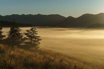 Misty valley on Matiri Plateau, kahurangi national park, Tasman, Nueva Zelanda - foto de stock