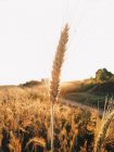Крупним планом вухо пшениці на заході сонця — стокове фото