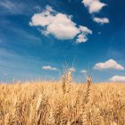 Vista panorámica del campo de trigo bajo el cielo nublado - foto de stock