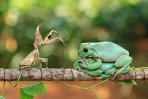 Mantis de hoja muerta y dos ranas arborícolas sentadas en una rama, Indonesia - foto de stock