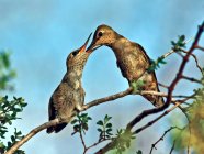 Anna Hummingbird feeding Chick on tree branch — Stock Photo