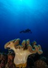 Silhueta de um mergulhador nadando atrás de corais, Recife de andorinha, Filipinas — Fotografia de Stock