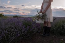 Обрізане зображення жінки, що стоїть на лавандовому полі, тримає кошик з квітами — стокове фото