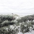 Vista panorâmica da vegetação da praia, Hermanus, Western Cape, África do Sul — Fotografia de Stock