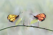 Dos mariposas sobre una planta sobre fondo borroso - foto de stock