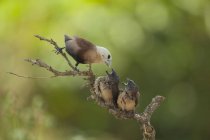 Uccelli che allattano due pulcini, Jember, East Java, Indonesia — Foto stock