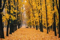 Vue panoramique du sentier bordé de ree dans le parc en automne — Photo de stock
