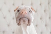Retrato de branco chinês Shar-Pei cão — Fotografia de Stock