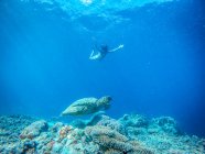 Ragazza che nuota con una tartaruga nell'oceano, Isole Gili, Indonesia — Foto stock