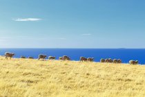 Vista panorámica de ovejas en un campo, Isla Canguro, Australia - foto de stock