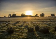 Sheep in a field at sunrise, Berkshire, England, UK — Stock Photo