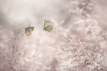 Gros plan de deux papillons assis sur des plantes — Photo de stock