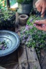 Mani femminili che preparano fiori di lavanda su tavolo di legno — Foto stock