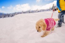 Child walking golden retriever puppy dog in the snow — Stock Photo