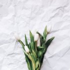 Tulipes blanches coupées fraîches sur papier blanc — Photo de stock