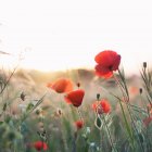 Close-up of poppies flowers at sunset against blurred background — Stock Photo