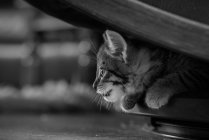 Tabby kitten hiding under furniture, monochrome — Stock Photo