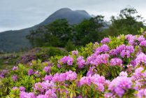Hermosas flores de Rhododendron en West Highland, Escocia - foto de stock