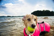 Border collie Dog playing with tennis ball in lake — Stock Photo