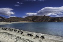 Yak Caravan Near Bank of Pangong Tso, Ladakh, India — Stock Photo