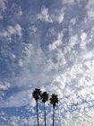 Низький кут зору на пальми на тлі хмарного неба — стокове фото