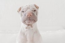 Portrait of white Chinese Shar-Pei dog, skeptical expression — Stock Photo