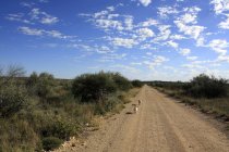 Vista panoramica di due cani che corrono lungo la strada, Rooipoort Nature Reserve, Northern Cape, Sud Africa — Foto stock