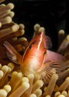 Крупный план плавающих под водой рыб в кораллах — стоковое фото