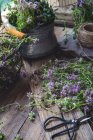 Gros plan sur les fleurs de lavande et les outils de jardin — Photo de stock