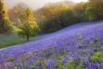 Vue panoramique sur bluebells à la campagne, minterne Magna, Dorset, Angleterre, Royaume-Uni — Photo de stock