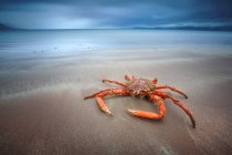 Closeup view of crab lying on beach — Stock Photo