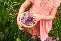 Imagen recortada de Chica recogiendo flores de cebollino en un jardín - foto de stock