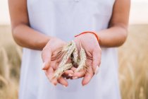 Immagine ritagliata di donna che tiene spighe di grano in mani — Foto stock